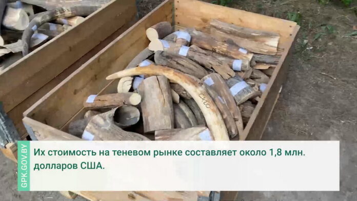бивни