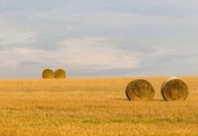 Беларусь закупит у России 500 тысяч тонн зерна для обеспечения потребностей