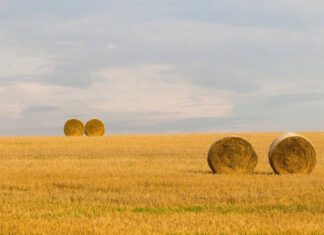 Беларусь закупит у России 500 тысяч тонн зерна для обеспечения потребностей