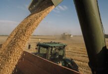 Ограничения на ввоз украинского зерна: Венгрия, Словакия и Болгария поднимают барьеры