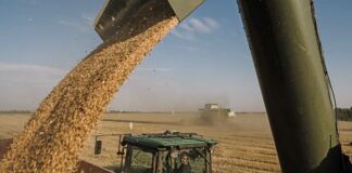 Ограничения на ввоз украинского зерна: Венгрия, Словакия и Болгария поднимают барьеры