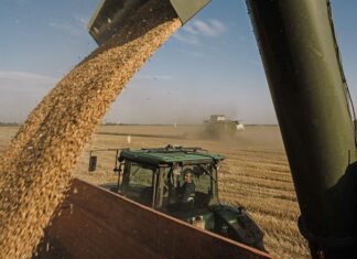 Ограничения на ввоз украинского зерна: Венгрия, Словакия и Болгария поднимают барьеры