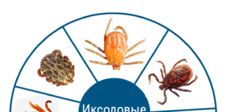 В Могилевской области зарегистрированы случаи Лайм-боррелиоза и клещевого энцефалита