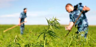 Операция «Мак» на Наровлянщине: Отчет о борьбе с наркопреступностью