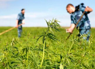 Операция «Мак» на Наровлянщине: Отчет о борьбе с наркопреступностью