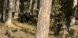 В Минской области снова замечен медведь