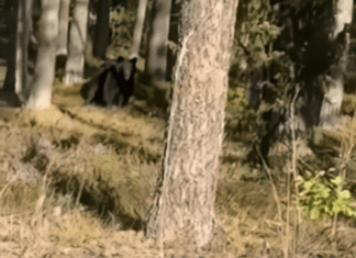 В Минской области снова замечен медведь