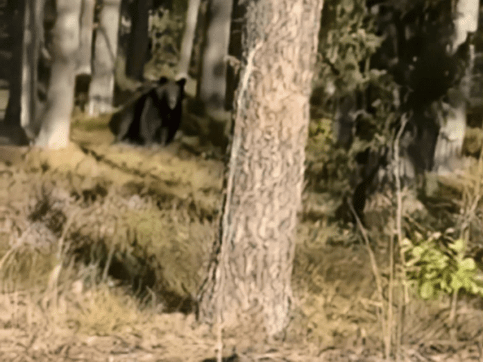 В Минской области снова замечен медведь