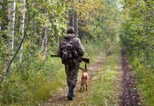 Сезон загонной охоты на копытных откроется в Беларуси с 1 октября
