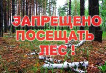 Запреты и ограничения на посещение лесов сохраняются в 30 районах Беларуси