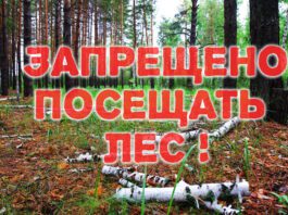 Запреты и ограничения на посещение лесов сохраняются в 30 районах Беларуси