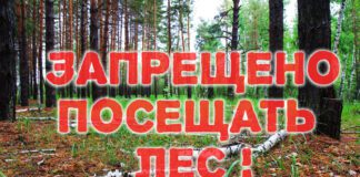 Запреты и ограничения на посещение лесов сохраняются в 30 районах Беларуси