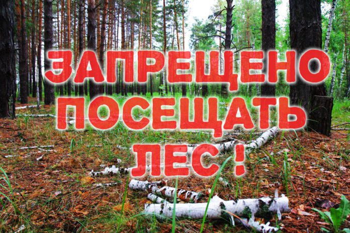 Запреты и ограничения на посещение лесов сохраняются в 30 районах Беларуси