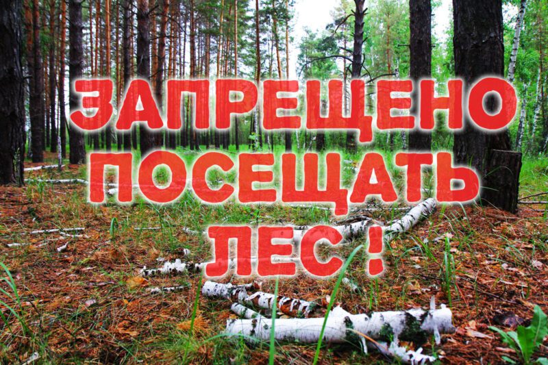 Запреты и ограничения на посещение лесов сохраняются в 30 районах Беларуси