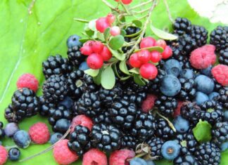 Цены на бруснику и ежевику растут: обзор рыночных цен на Комаровке