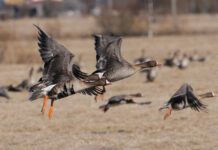 Летне-осенний сезон охоты на гусей откроется с 16 сентября