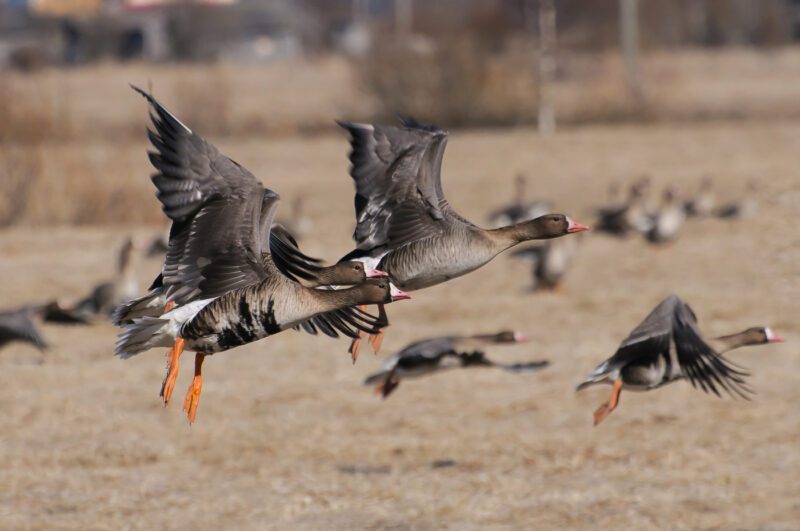 Летне-осенний сезон охоты на гусей откроется с 16 сентября Летне-осенний сезон охоты на гусей откроется с 16 сентября