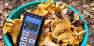 Высокий уровень радиации в Гомельской области: опасность скрывается в грибах, ягодах и петрушке