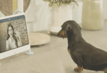 Южнокорейский стартап выпустил первый в мире телевизор для собак