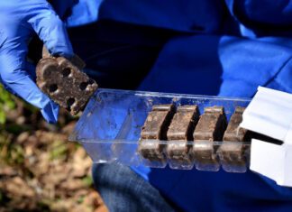 Вакцинация диких животных в Беларуси: Борьба с бешенством