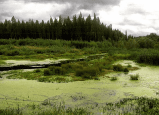 Трагедия в Столинском районе: Мужчина утонул, спасая урожай клюквы