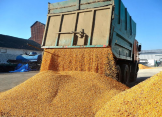 Польша остаётся на позициях: запрет на украинское зерно продолжит действовать