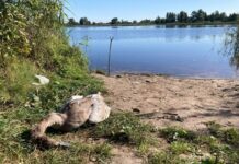 Пластик стал причиной гибели лебедя в Ельском районе