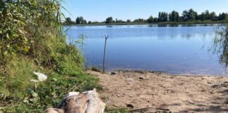 Пластик стал причиной гибели лебедя в Ельском районе