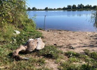 Пластик стал причиной гибели лебедя в Ельском районе