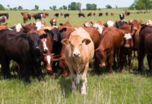 Скандал в Витебской области: Госконтроль обнаружил факты непроизводительного выбытия скота и злоупотребления должностными лицами
