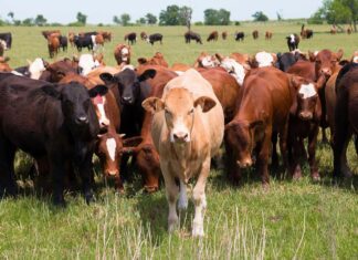 Скандал в Витебской области: Госконтроль обнаружил факты непроизводительного выбытия скота и злоупотребления должностными лицами