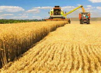 В США признали Россию мировым лидером на рынке пшеницы