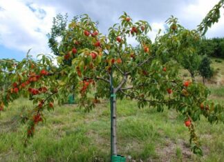 Беларусь увеличивает фонд на посадку яблонь и абрикосов