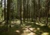 Шесть человек потерялись в белорусских лесах за сутки: МЧС активно проводит поисковые операции