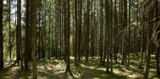Шесть человек потерялись в белорусских лесах за сутки: МЧС активно проводит поисковые операции