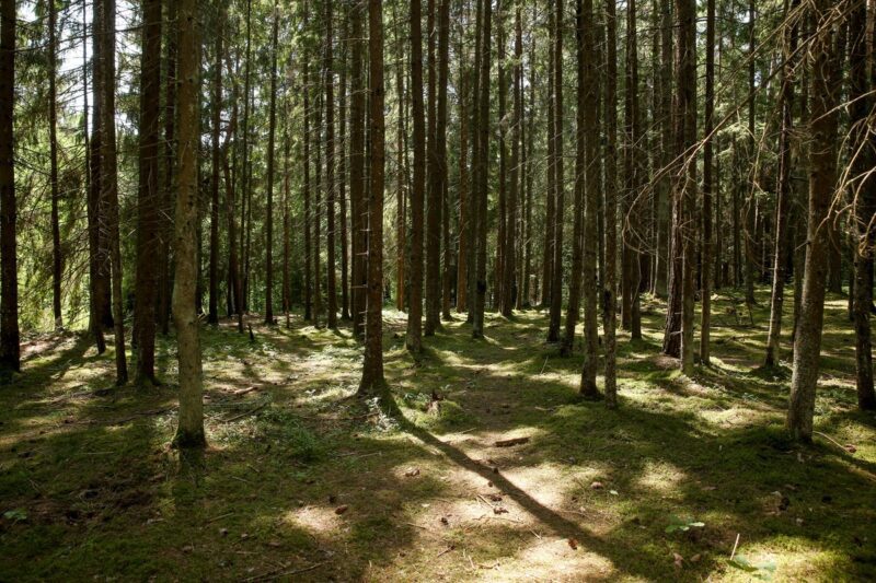 Шесть человек потерялись в белорусских лесах за сутки: МЧС активно проводит поисковые операции Шесть человек потерялись в белорусских лесах за сутки: МЧС активно проводит поисковые операции