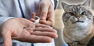 Обязательное чипирование кошек и собак. В Беларуси разрабатывается законопроект