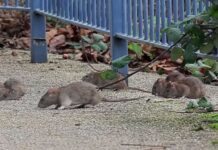 Школы Марселя подверглись нашествию крыс: ситуация требует немедленного вмешательства