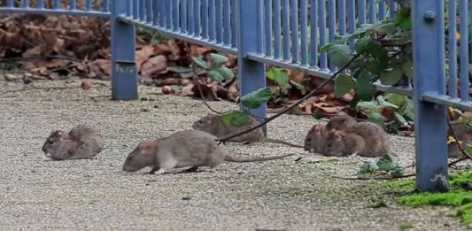 Школы Марселя подверглись нашествию крыс: ситуация требует немедленного вмешательства