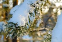 Холод и снег. Прогноз погоды для Беларуси на 6 декабря