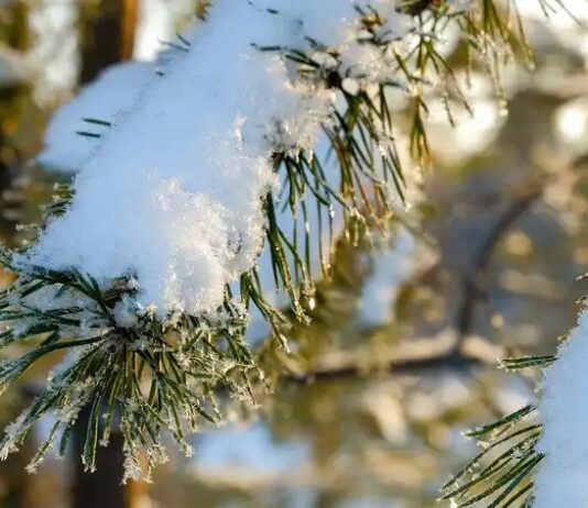 Холод и снег. Прогноз погоды для Беларуси на 6 декабря